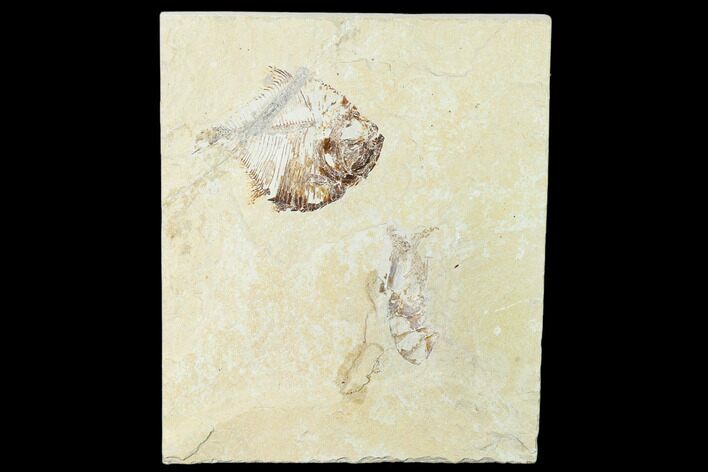 Fossil Fish (Diplomystus Birdi) & Shrimp - Hjoula, Lebanon #162756